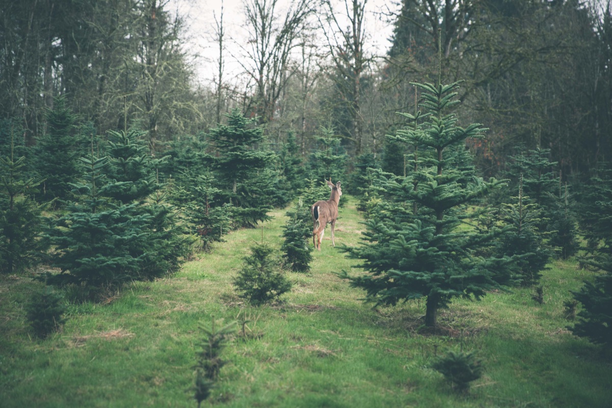 Christmas Trees with Deer