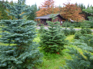 Christmas Cottage in Arlington, WA