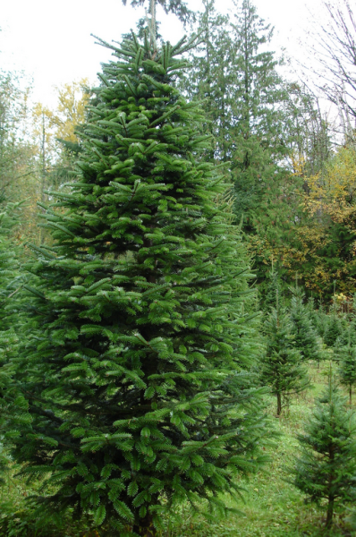 Finding the perfect Christmas tree