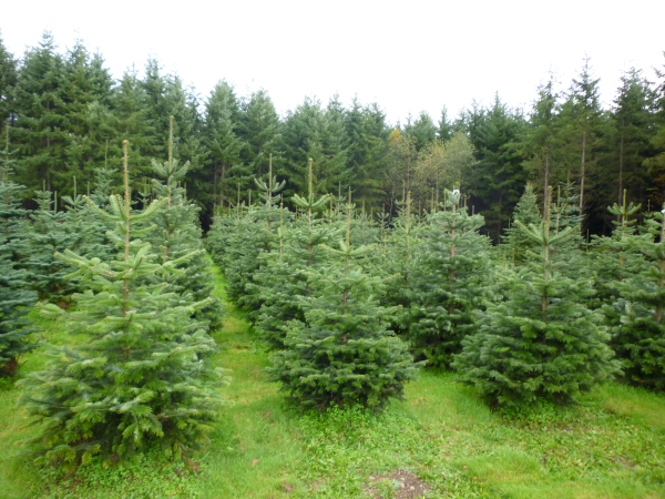 Nordmann Fir Trees