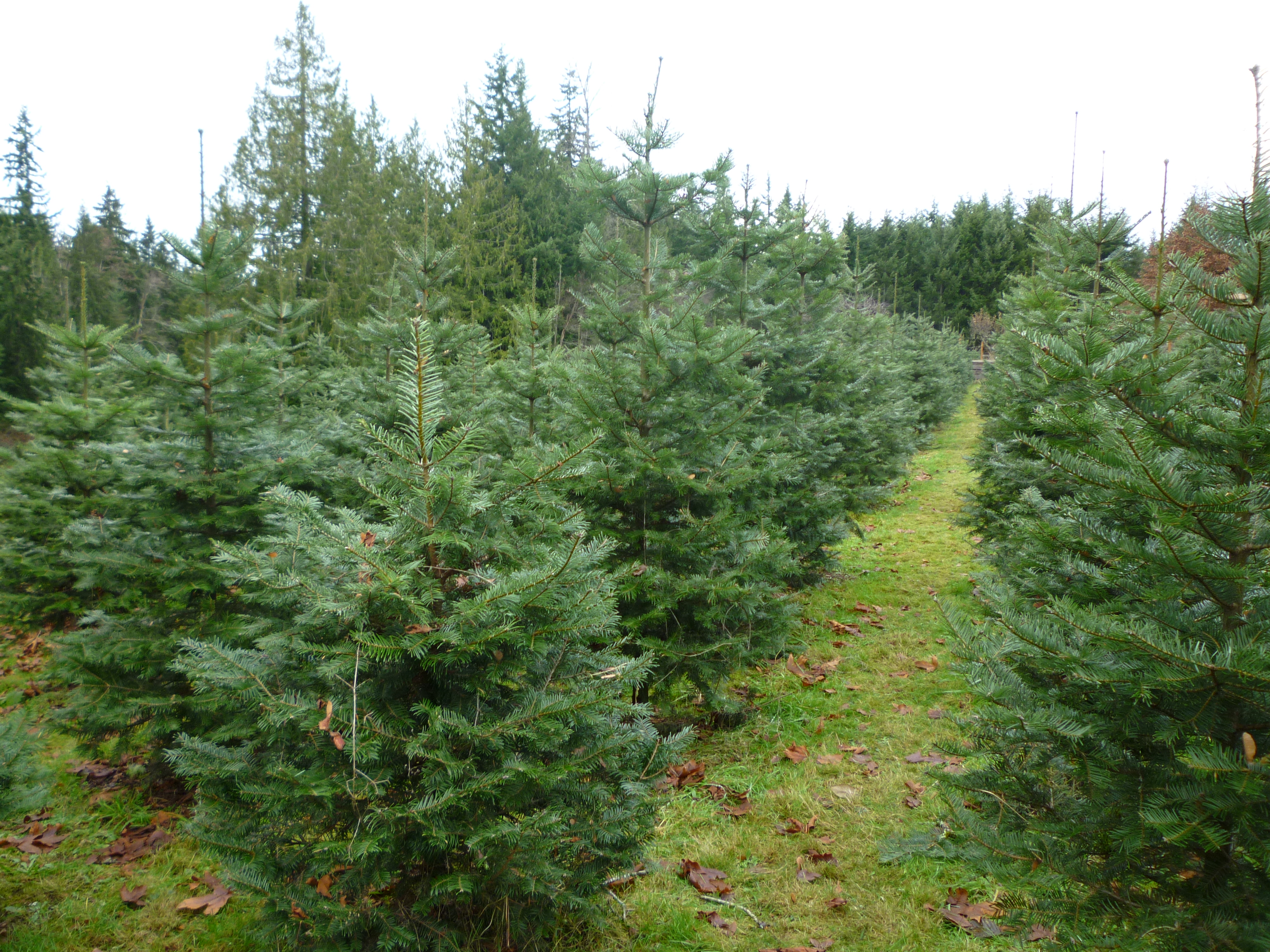 Traditional Grand Fir Trees