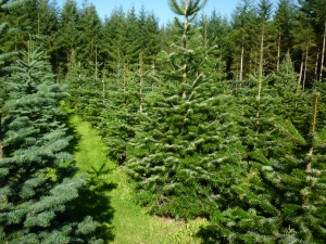 Row of Christmas Trees